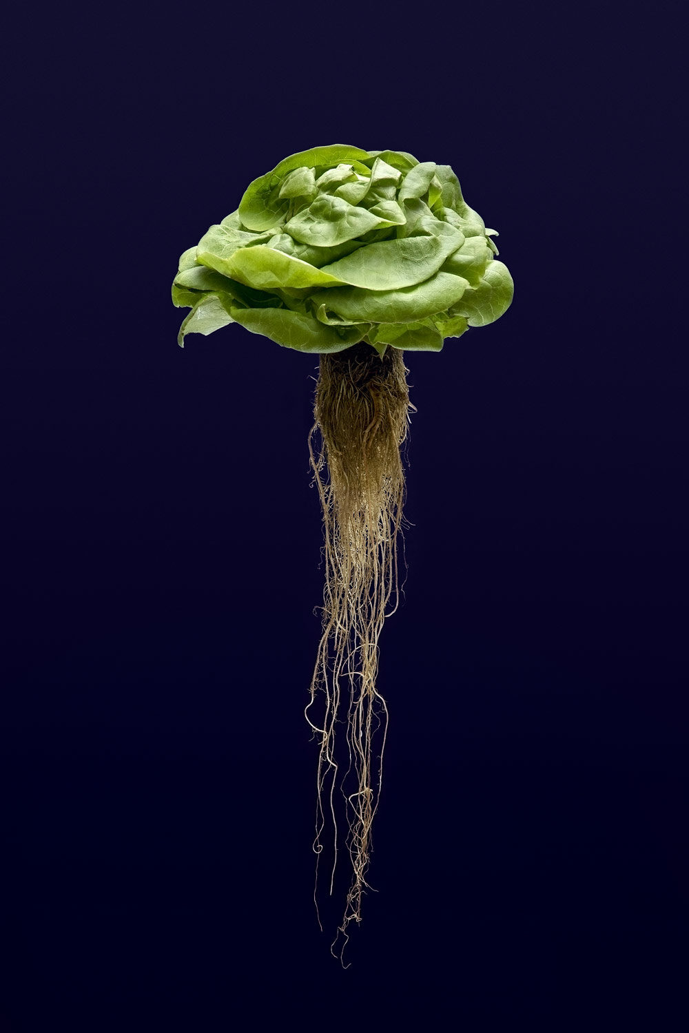 du_Bois_Thierry_Mutation