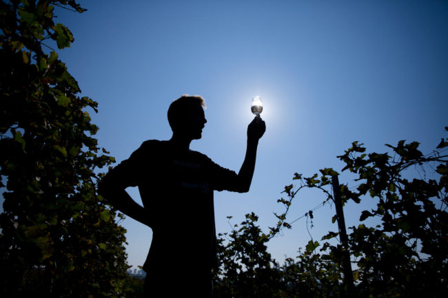 les premieres vendanges