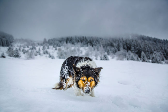 Verbier, Suisse, 23 mars 2014, Photo d’un chien dans la neige.